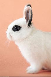 被R星取消的游戏《特工》水下截图曝光